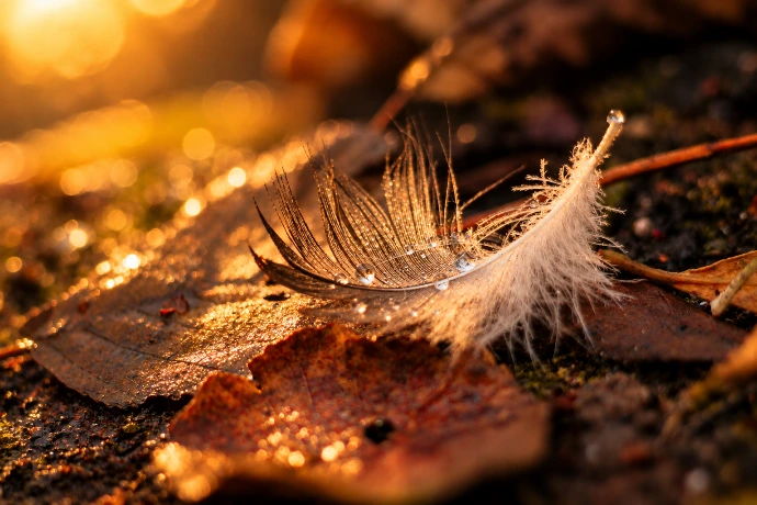 Plume Le Souffle d'Andor